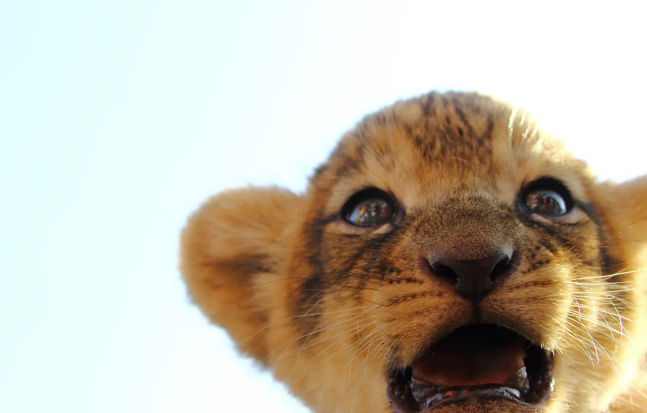 Photo wallpaper cat, look, muzzle, lion