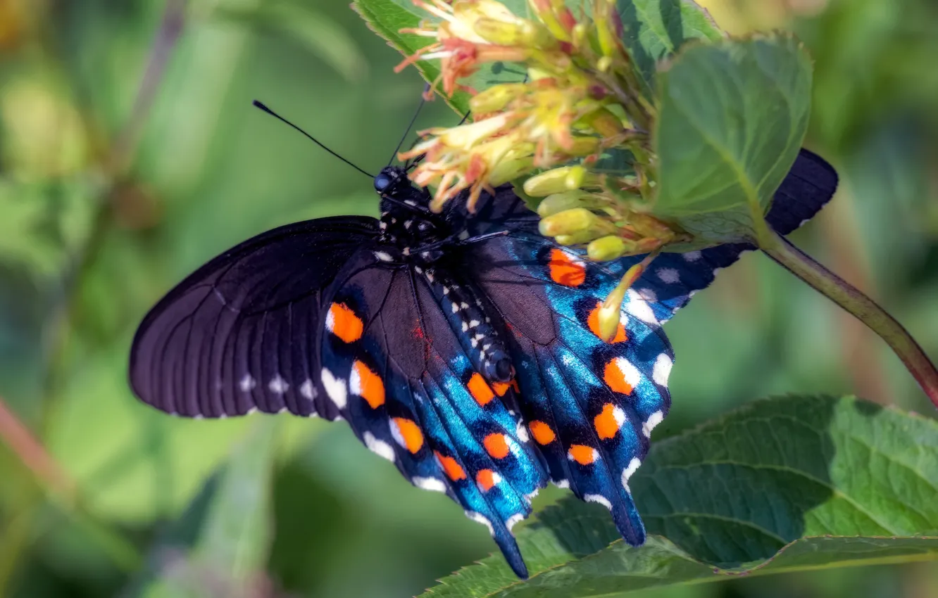 Photo wallpaper macro, flowers, blue, butterfly