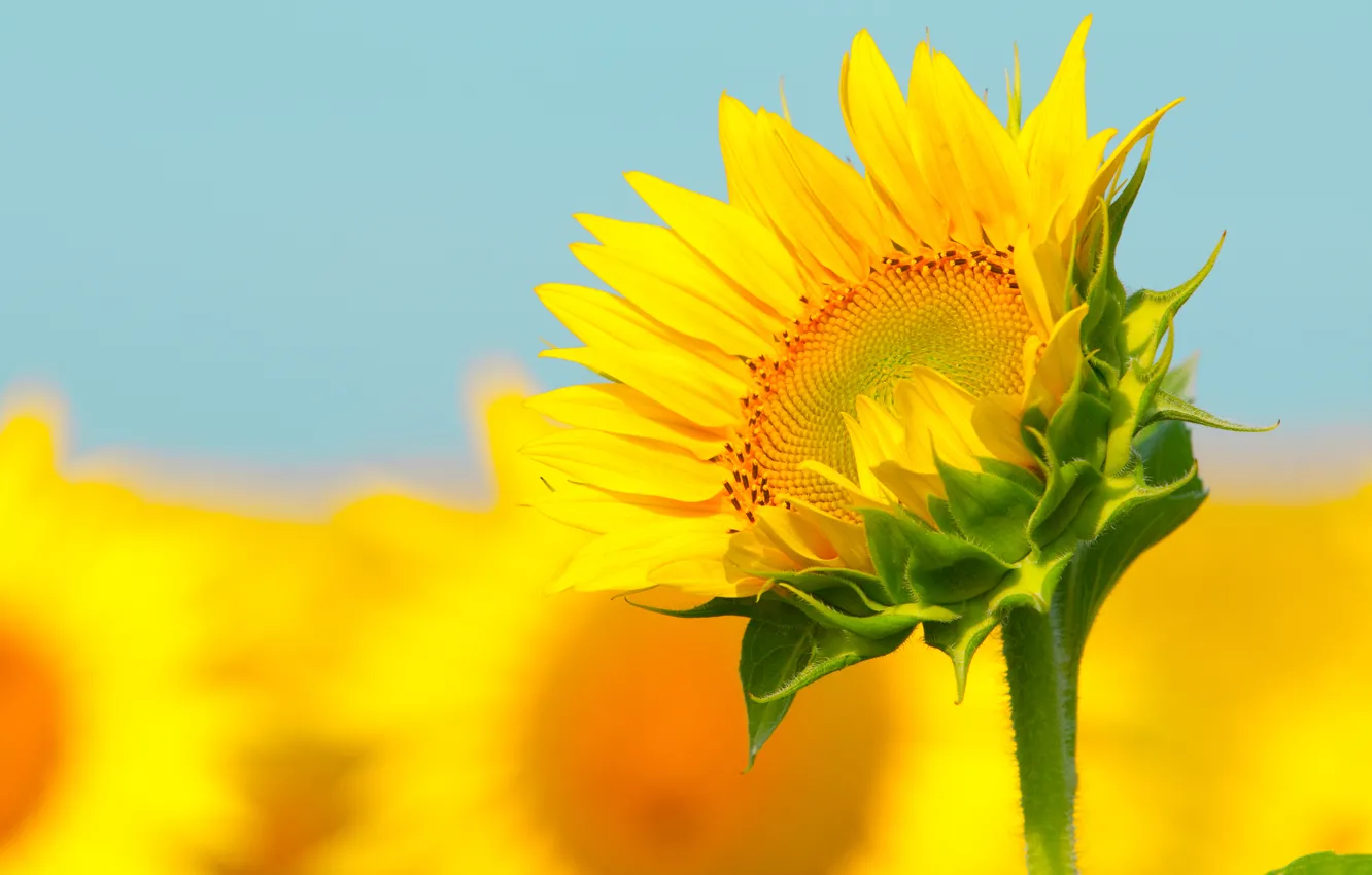 Photo wallpaper sunflower, stem, bokeh