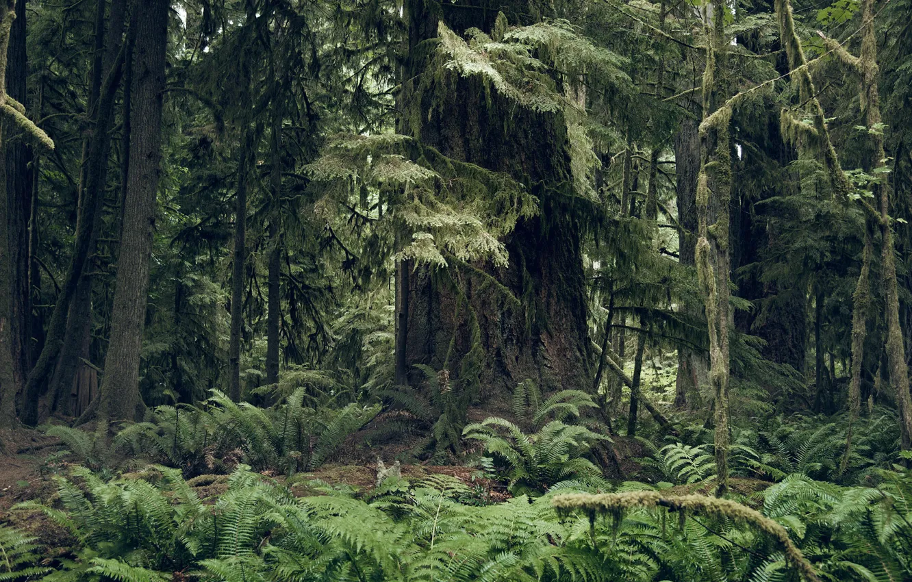 Photo wallpaper forest, trees, nature, fern