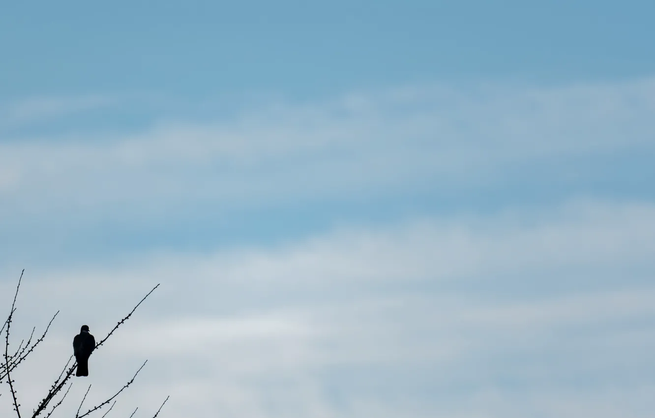 Photo wallpaper the sky, nature, tree, bird