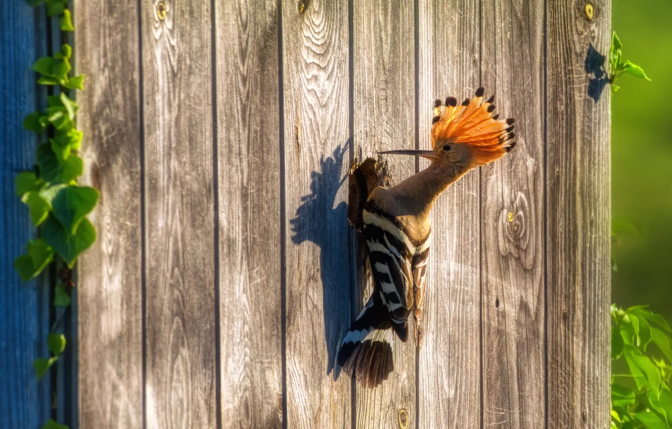 Photo wallpaper bird, Board, hoopoe