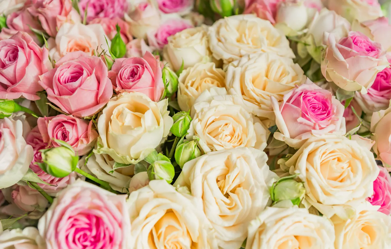 Photo wallpaper flowers, roses, bouquet, Pink, beige, Yarovoy Aleksandr
