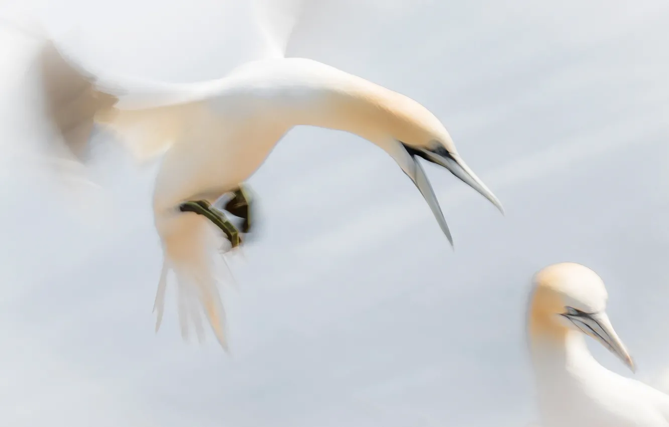 Photo wallpaper bird, wings, beak, the Northern Gannet