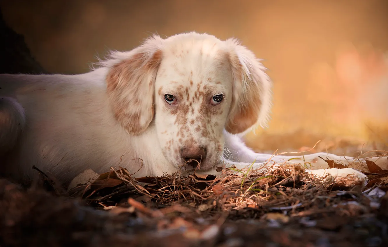 Photo wallpaper autumn, look, face, leaves, nature, dog, paws, puppy