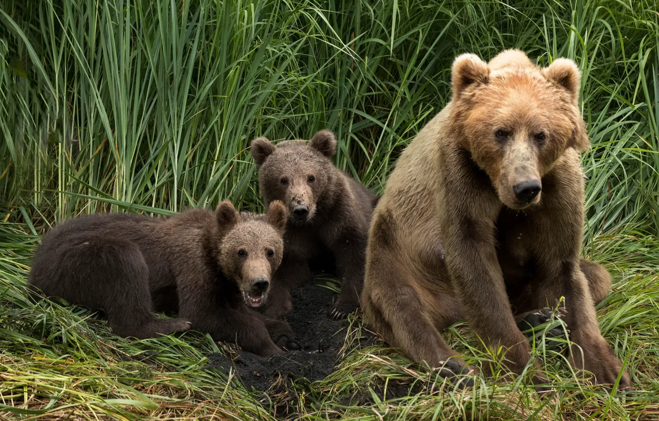 Photo wallpaper grass, look, two, bear, bear, brown, bear, the three bears