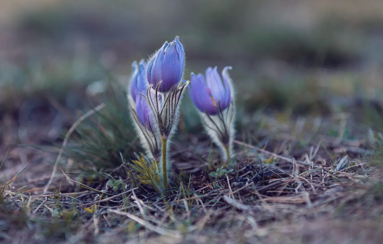 Photo wallpaper grass, flowers, nature, glade, blur, spring, buds, lilac