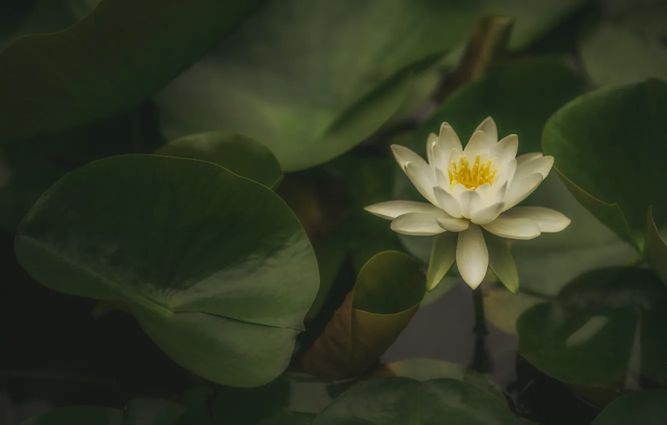 Photo wallpaper white, water Lily, pond, leaves