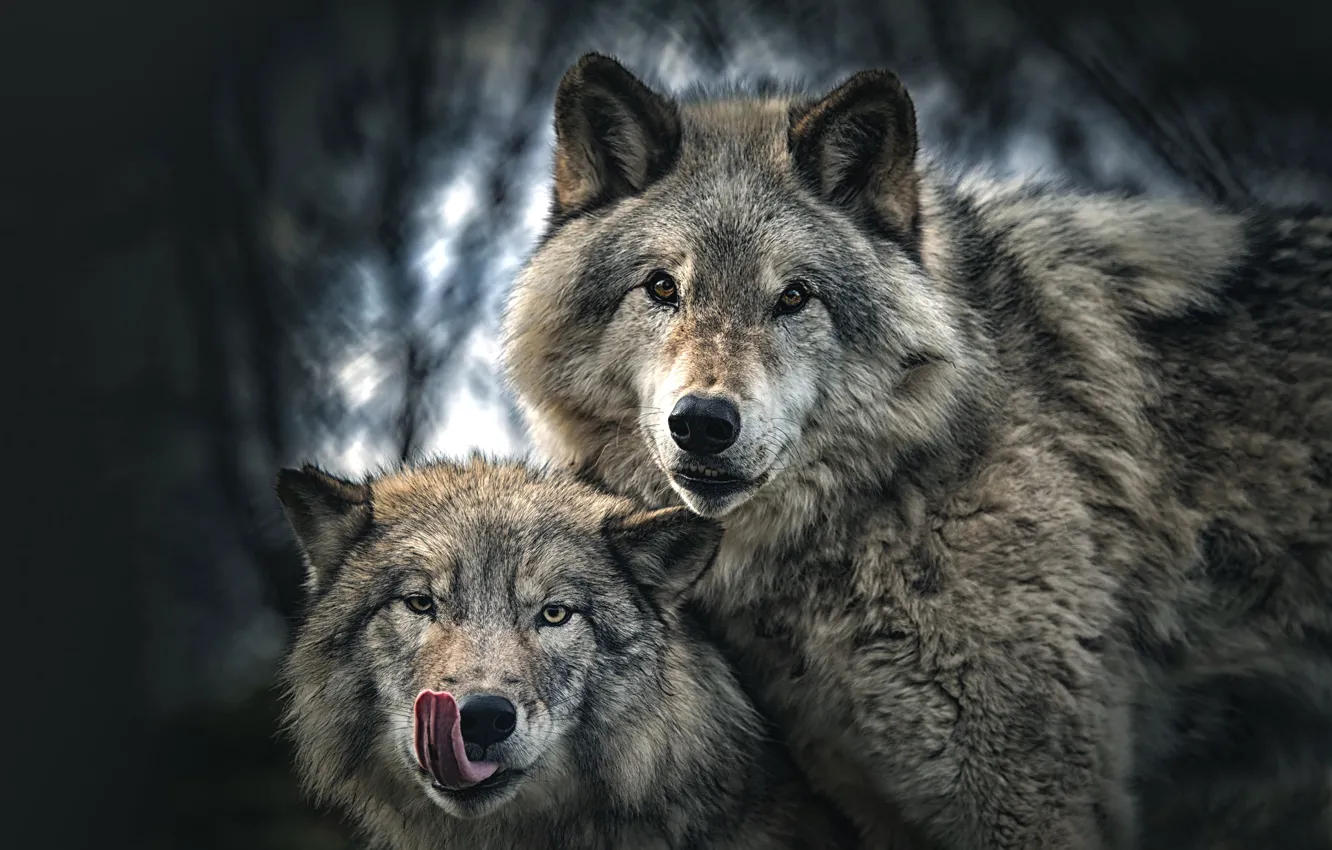 Photo wallpaper language, look, background, wolf, portrait, pair, wolves, grey