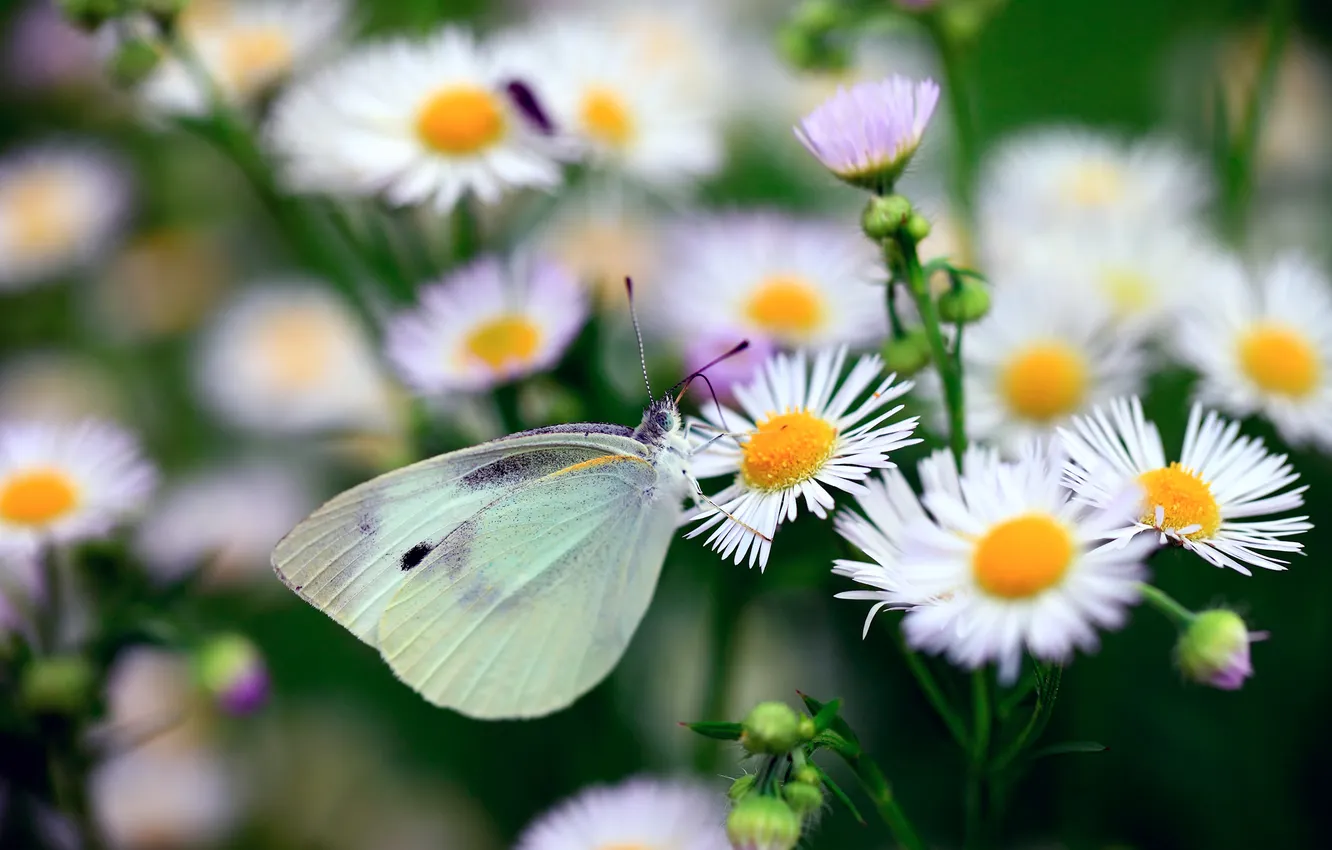 Photo wallpaper macro, flowers, butterfly, Metalic