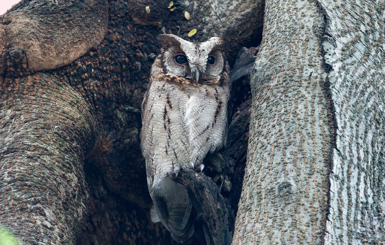 Photo wallpaper tree, owl, the hollow