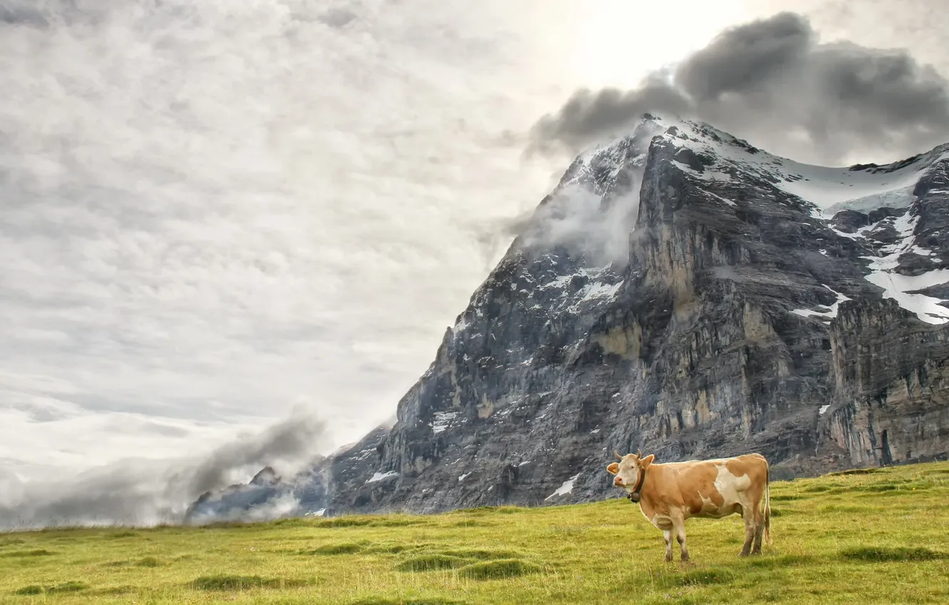 Photo wallpaper mountains, nature, cows