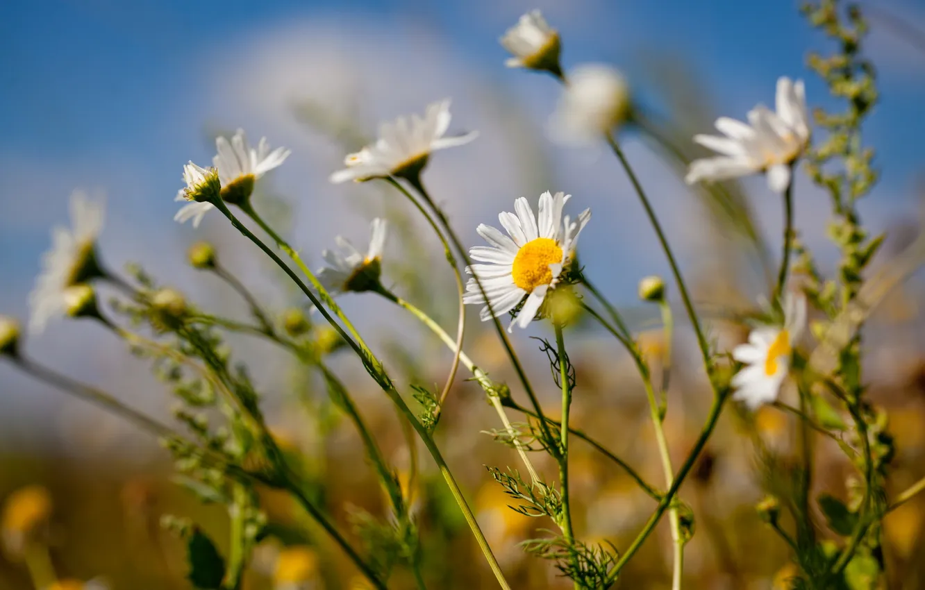 Photo wallpaper summer, flowers, nature, chamomile