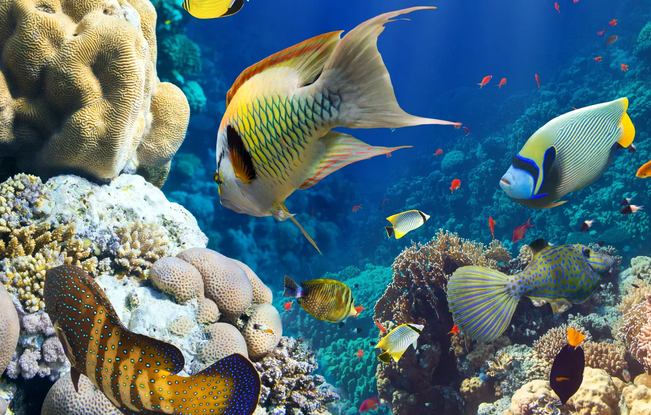 Photo wallpaper fish, corals, underwater world, under water