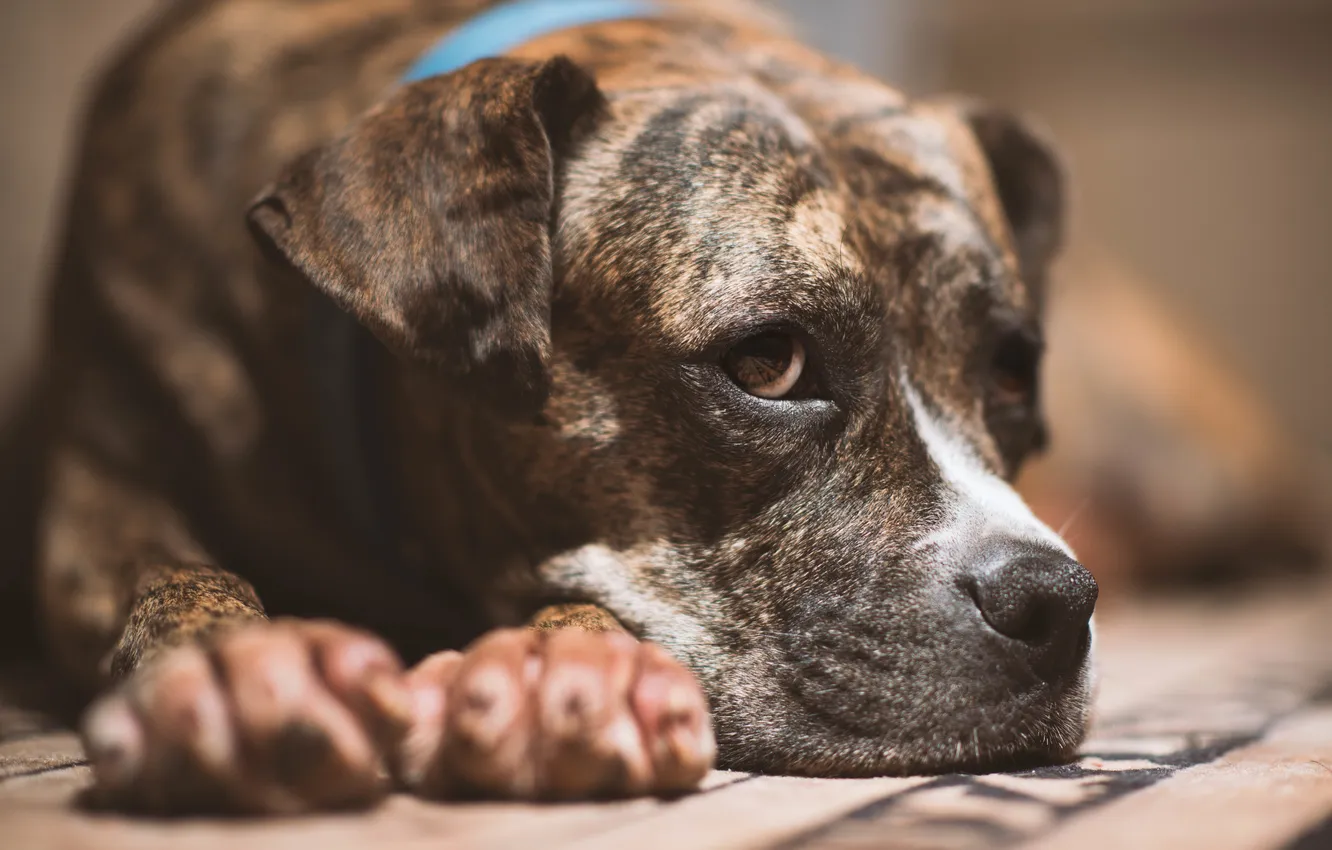 Photo wallpaper look, each, dog