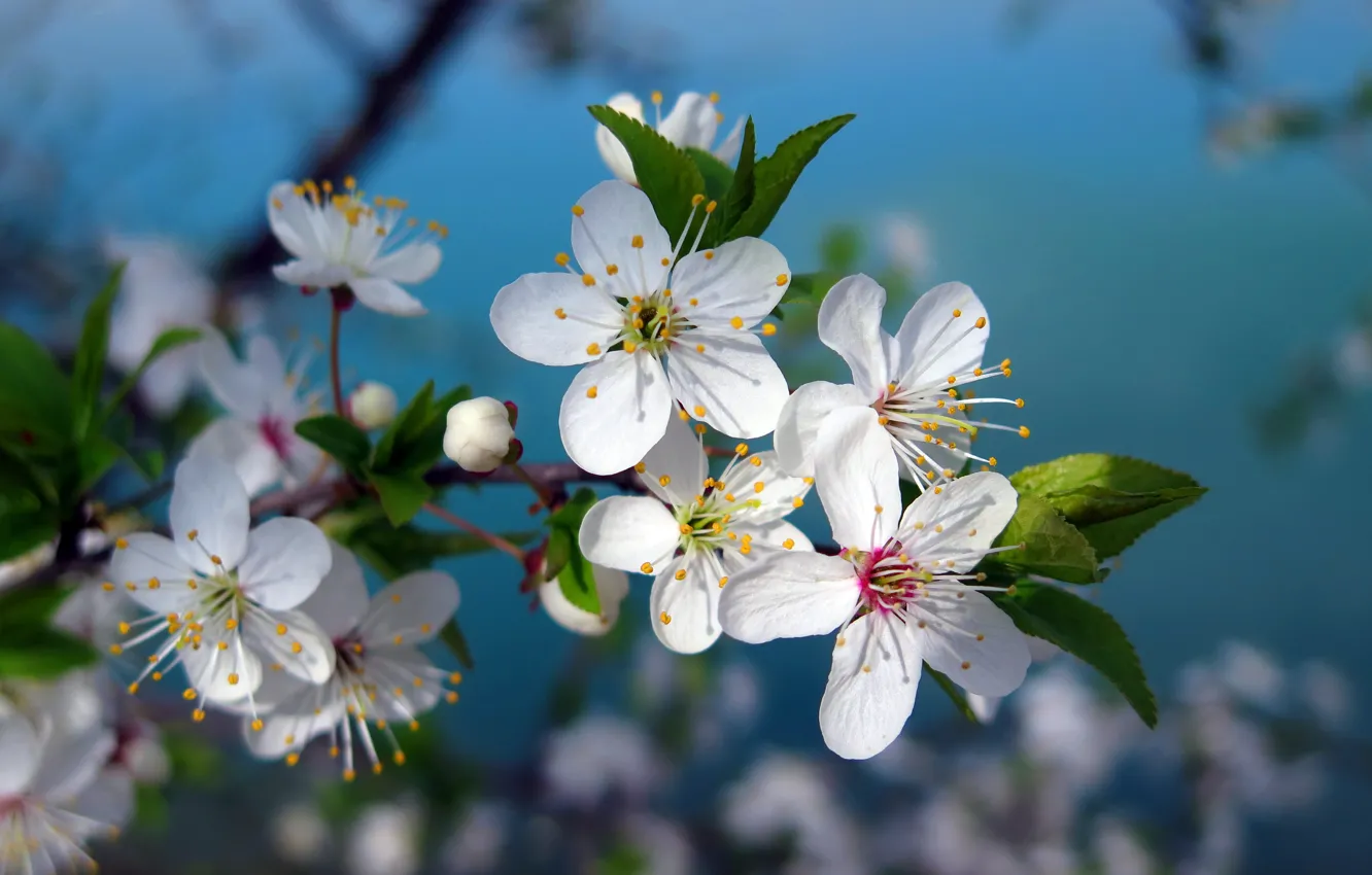 Photo wallpaper flowers, cherry, tree, branch, spring, white, flowering, flowers