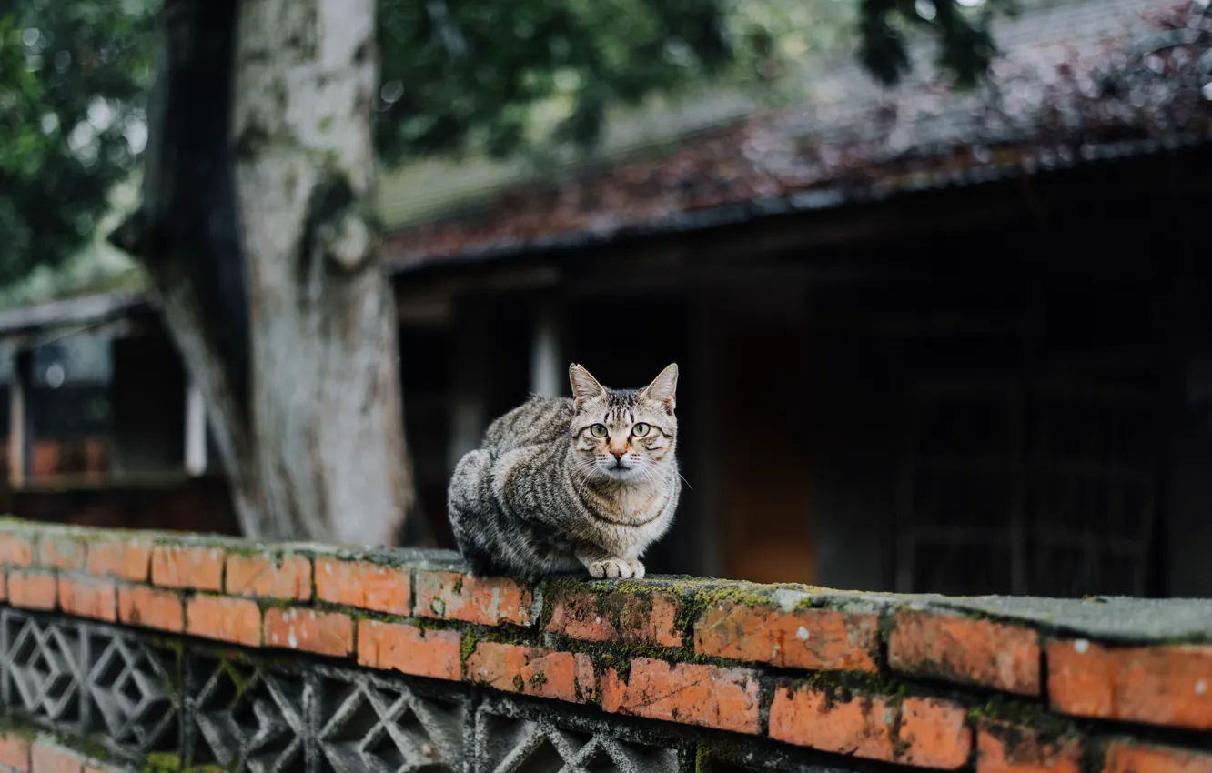 Photo wallpaper cat, cat, looks, striped