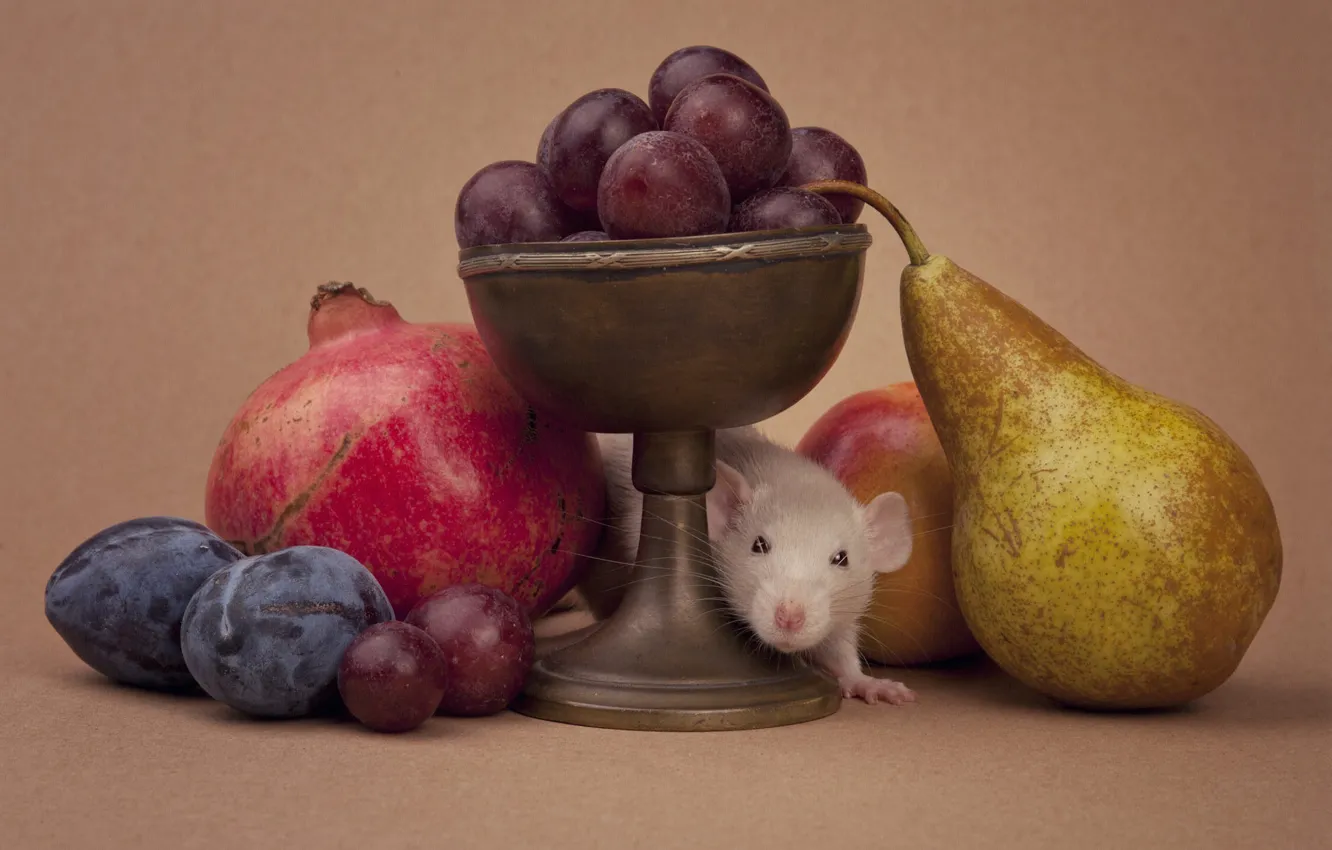 Photo wallpaper pose, mouse, mouse, muzzle, still life, rat
