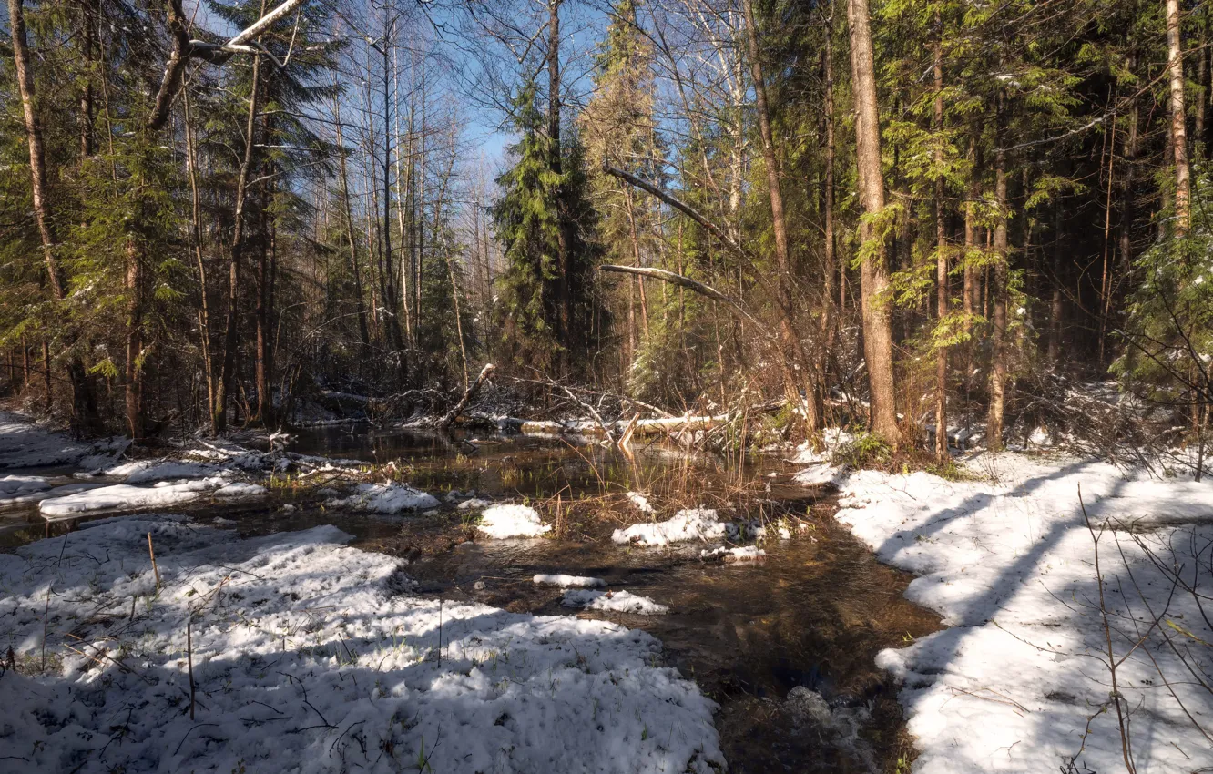 Photo wallpaper forest, snow, trees, stream, spring, deep in the forest, backwoods