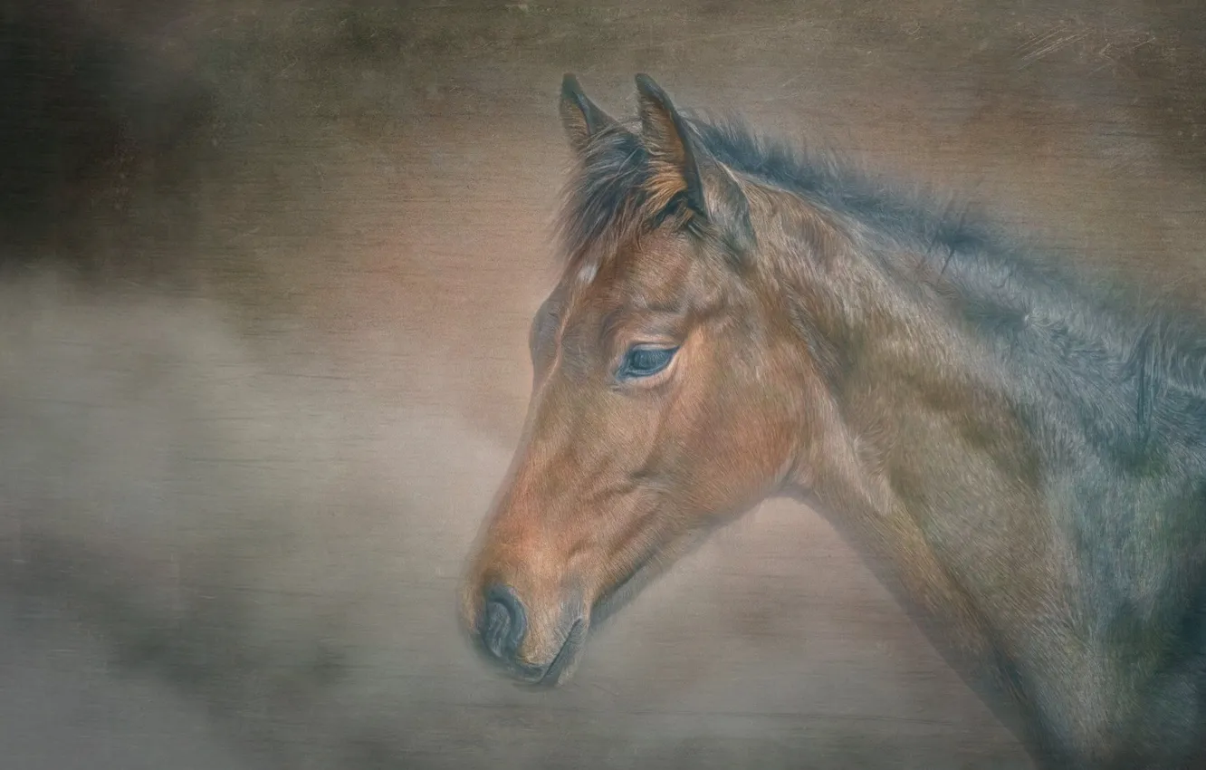 Photo wallpaper look, face, background, horse, horse, portrait, treatment, profile