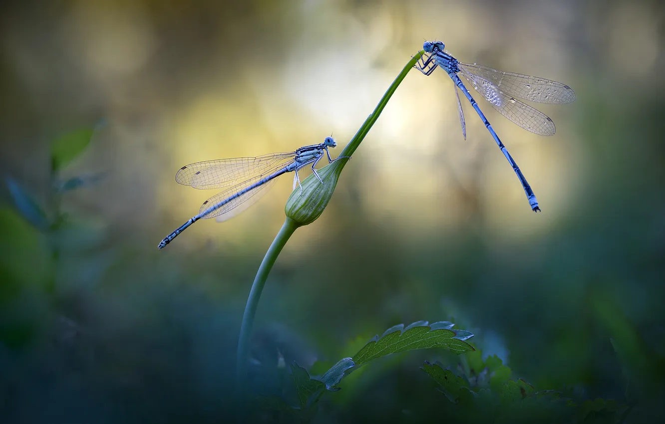 Photo wallpaper leaves, macro, blur, dragonfly, stem, insect, a couple, buds