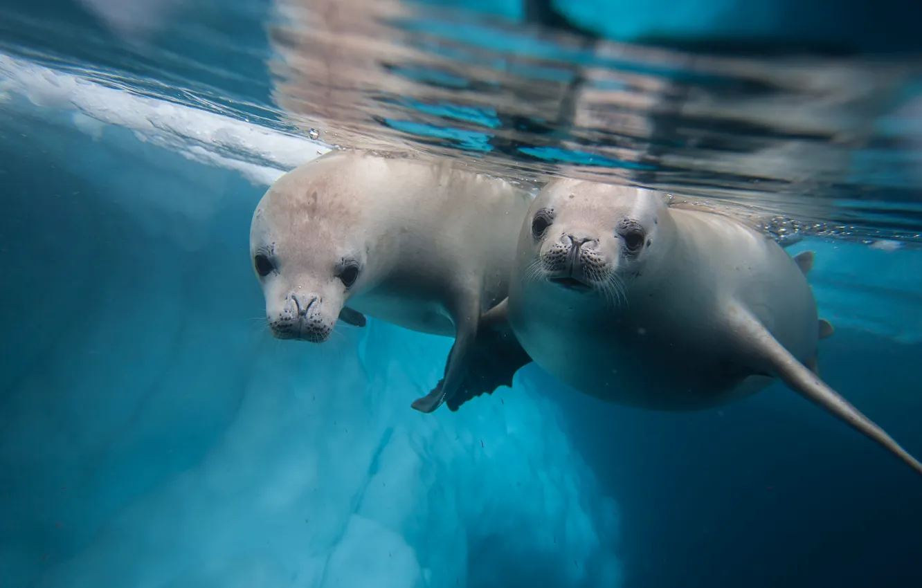 Photo wallpaper sea, look, water, two, seal, pair, face, a couple
