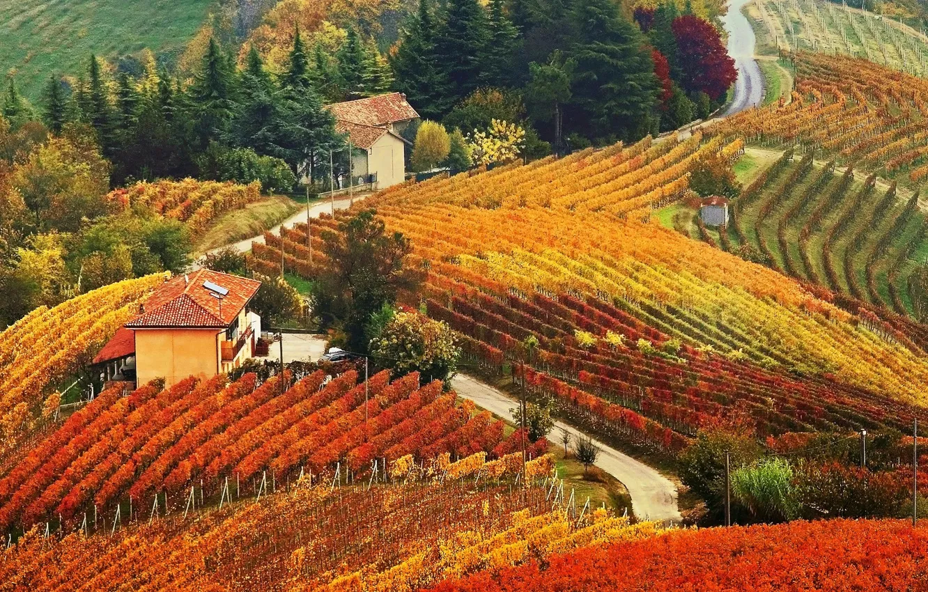 Photo wallpaper autumn, house, hills, vineyard