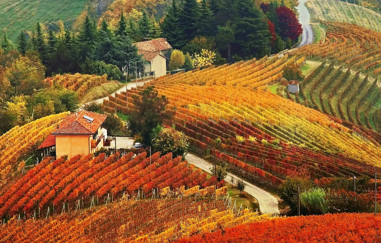 Photo wallpaper autumn, hills, home, vineyard