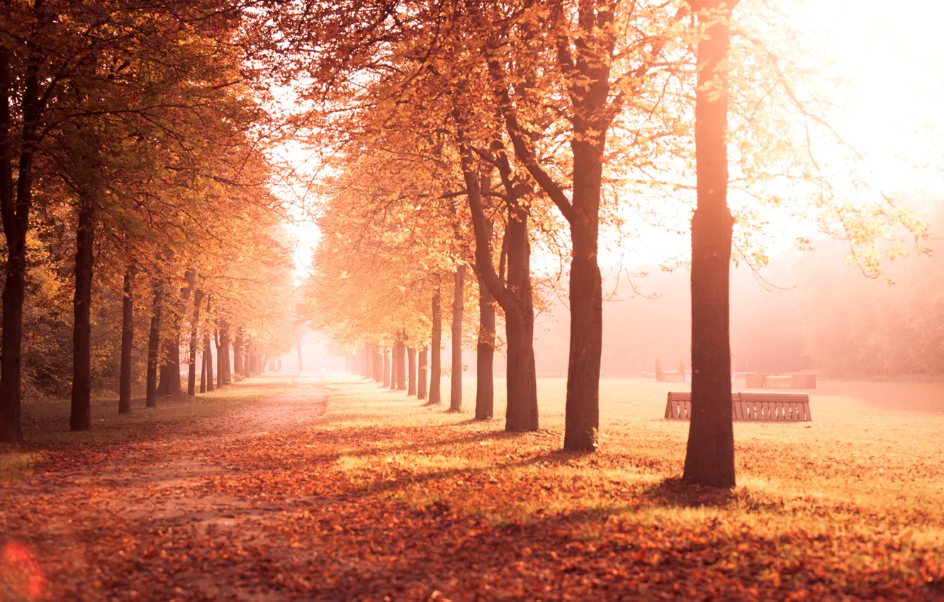 Photo wallpaper road, autumn, leaves, trees, yellow, nature, Park, alley