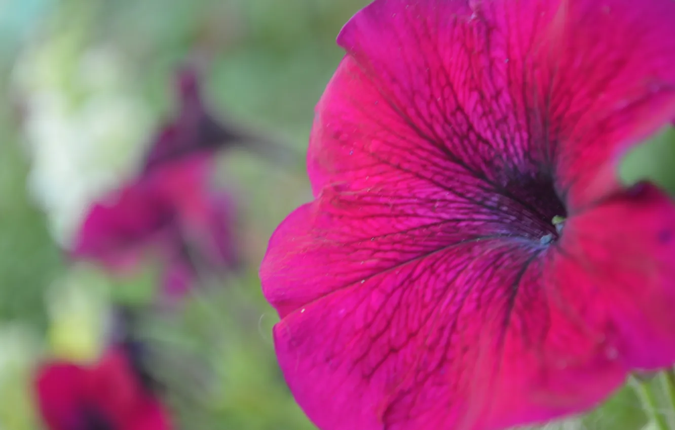 Photo wallpaper leaves, flowers, pink, Petunia