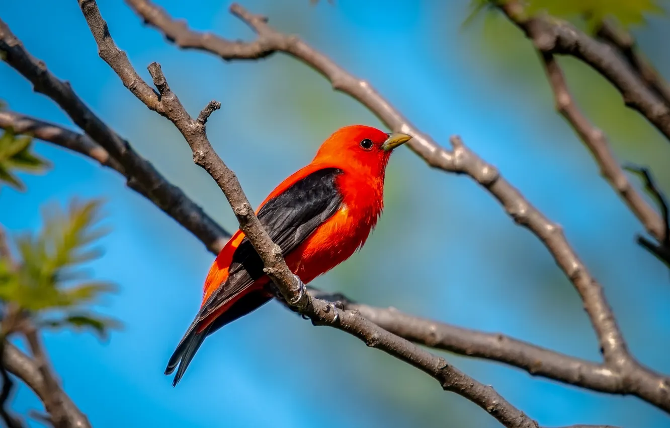 Photo wallpaper bright color, beautiful, bird, branches, microsemi