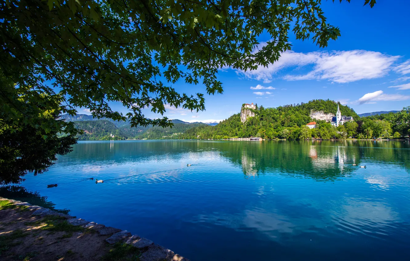 Photo wallpaper greens, forest, summer, the sky, leaves, water, the sun, clouds