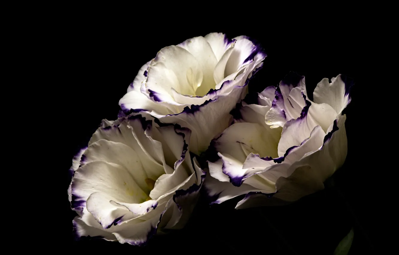 Photo wallpaper flowers, the dark background, eustoma