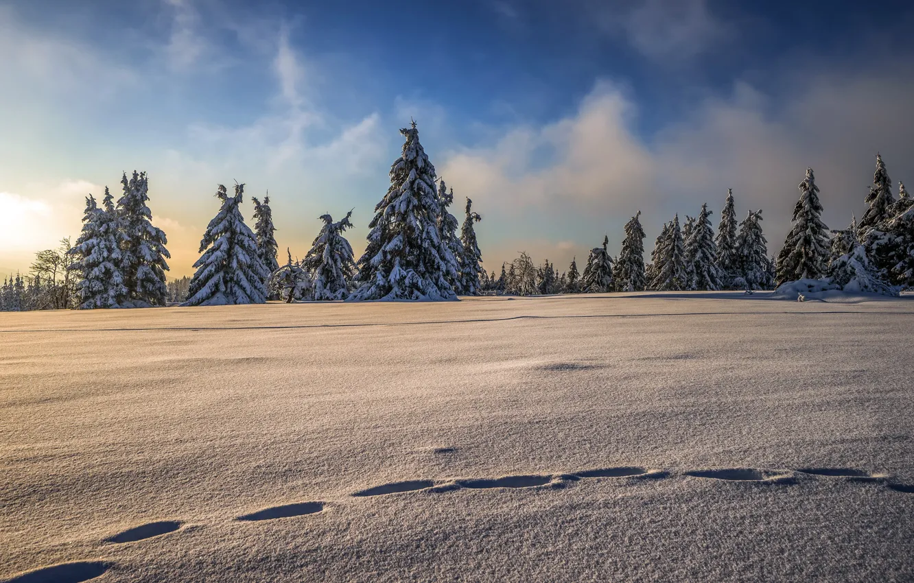 Photo wallpaper winter, snow, morning