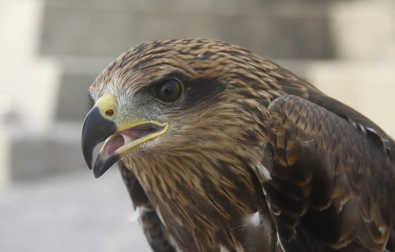 Photo wallpaper background, animal, bird, Wallpaper, eagle