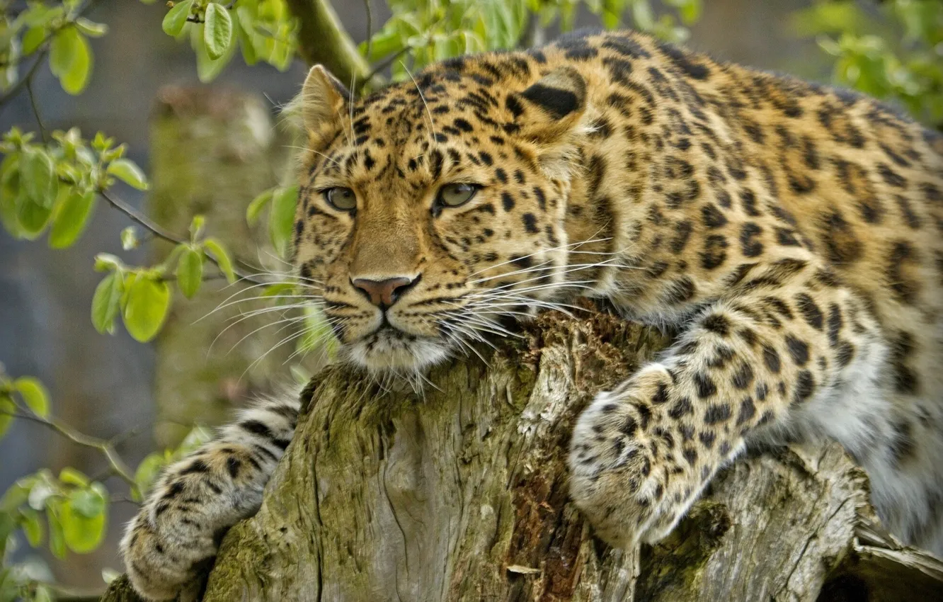Photo wallpaper stump, predator, handsome, the Amur leopard