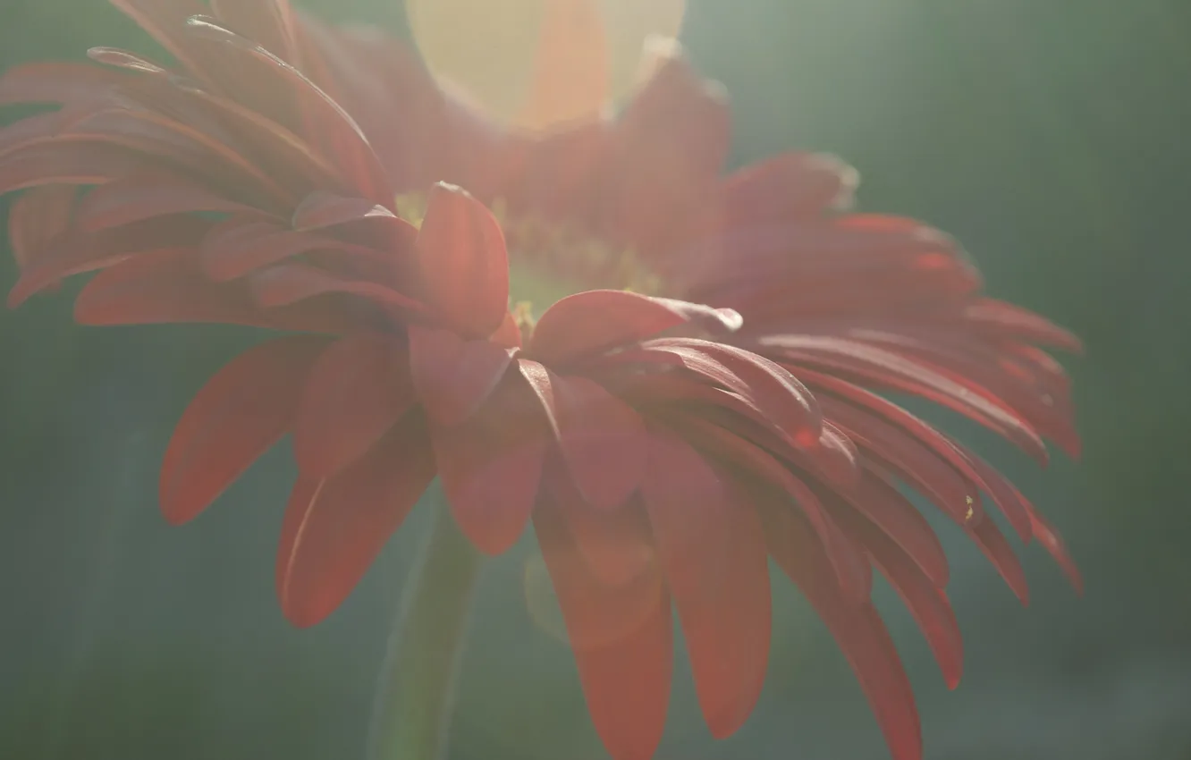 Photo wallpaper flowers, petals, gerbera