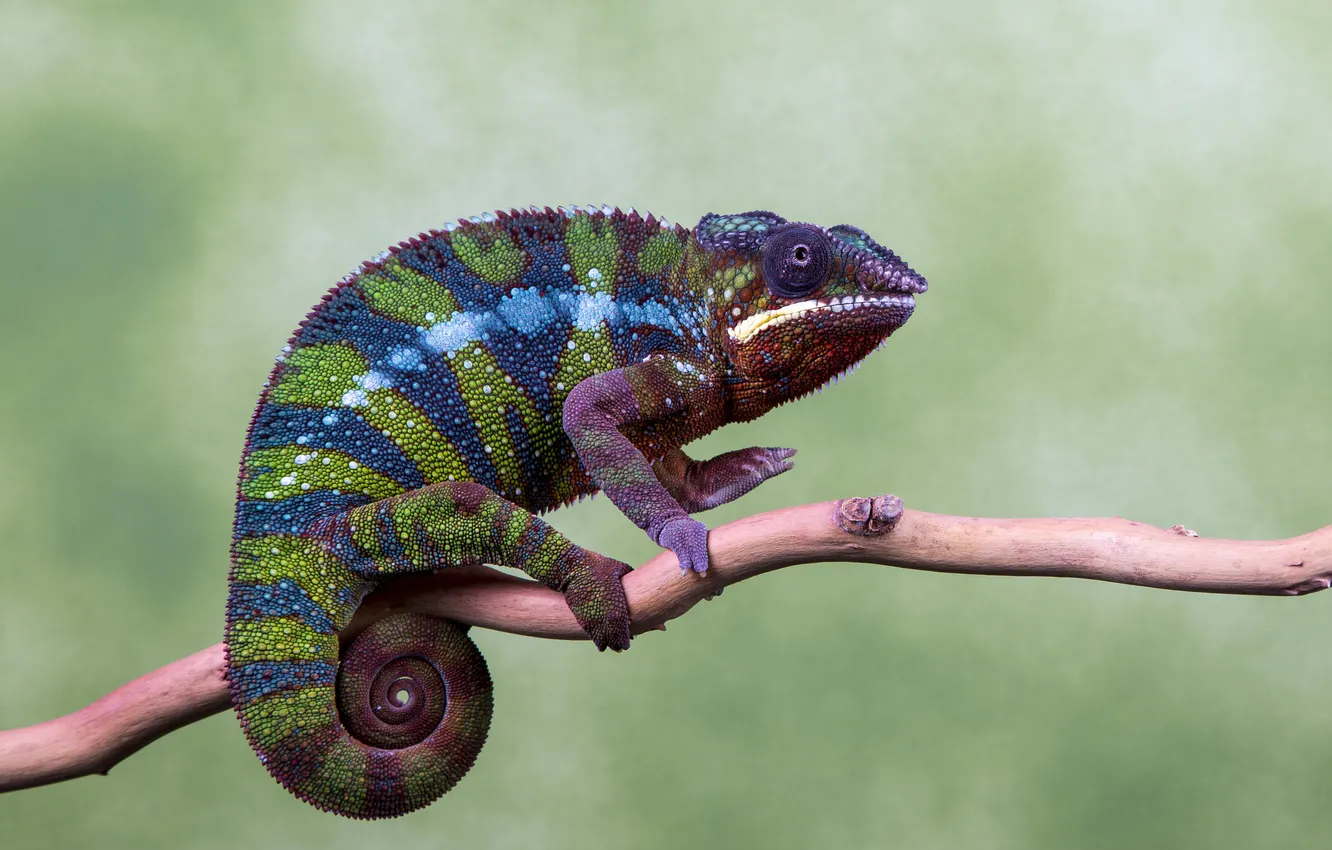 Photo wallpaper eyes, branches, chameleon, color, paws, tail, wildlife