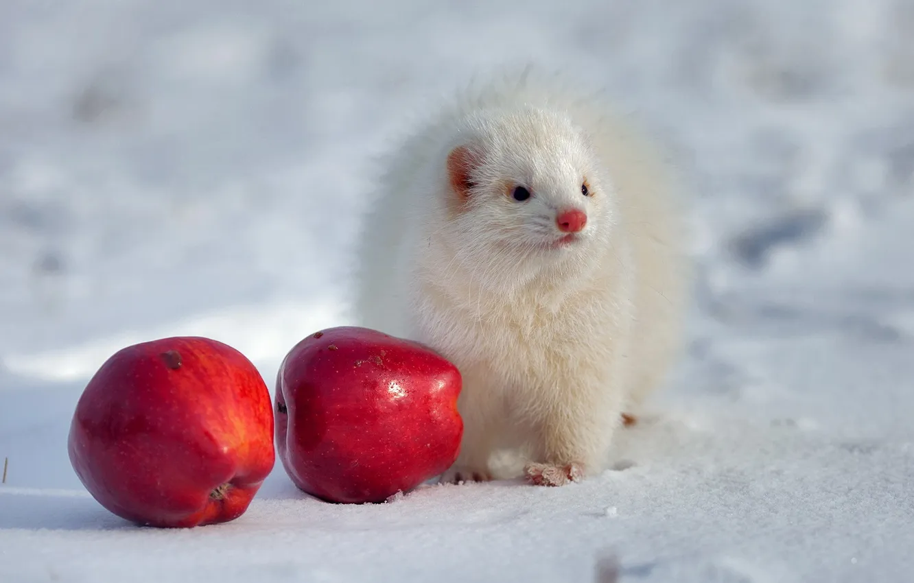 Photo wallpaper winter, apples, ferret