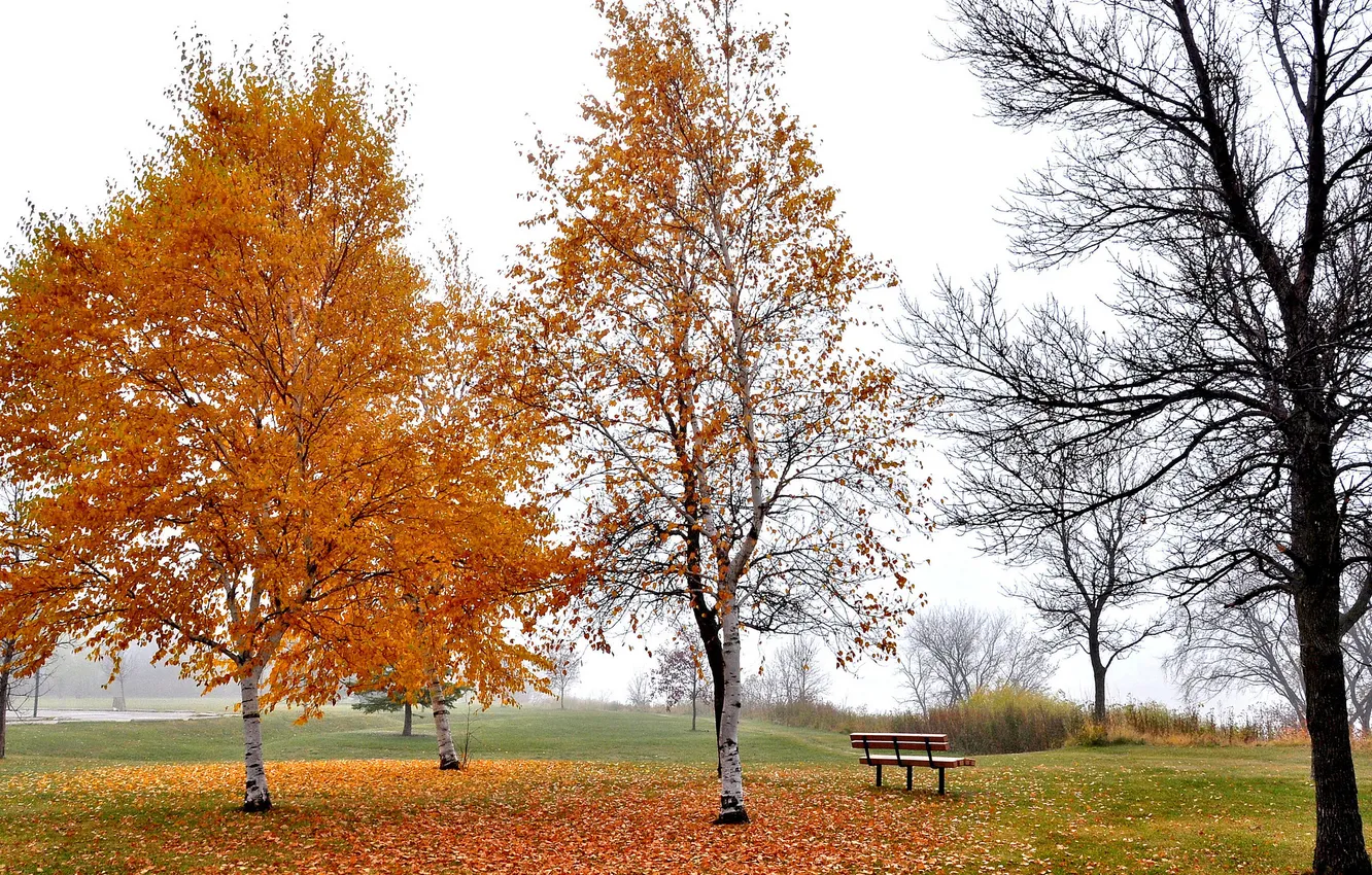 Photo wallpaper autumn, the sky, leaves, trees, Park, bench