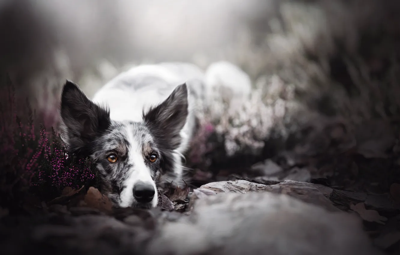Photo wallpaper look, face, dog, bokeh, the border collie, Heather