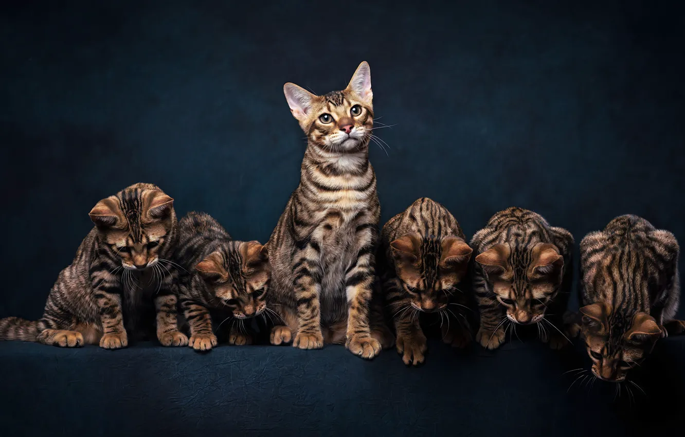 Photo wallpaper cats, the dark background, kitty, kittens, Bengal, a lot