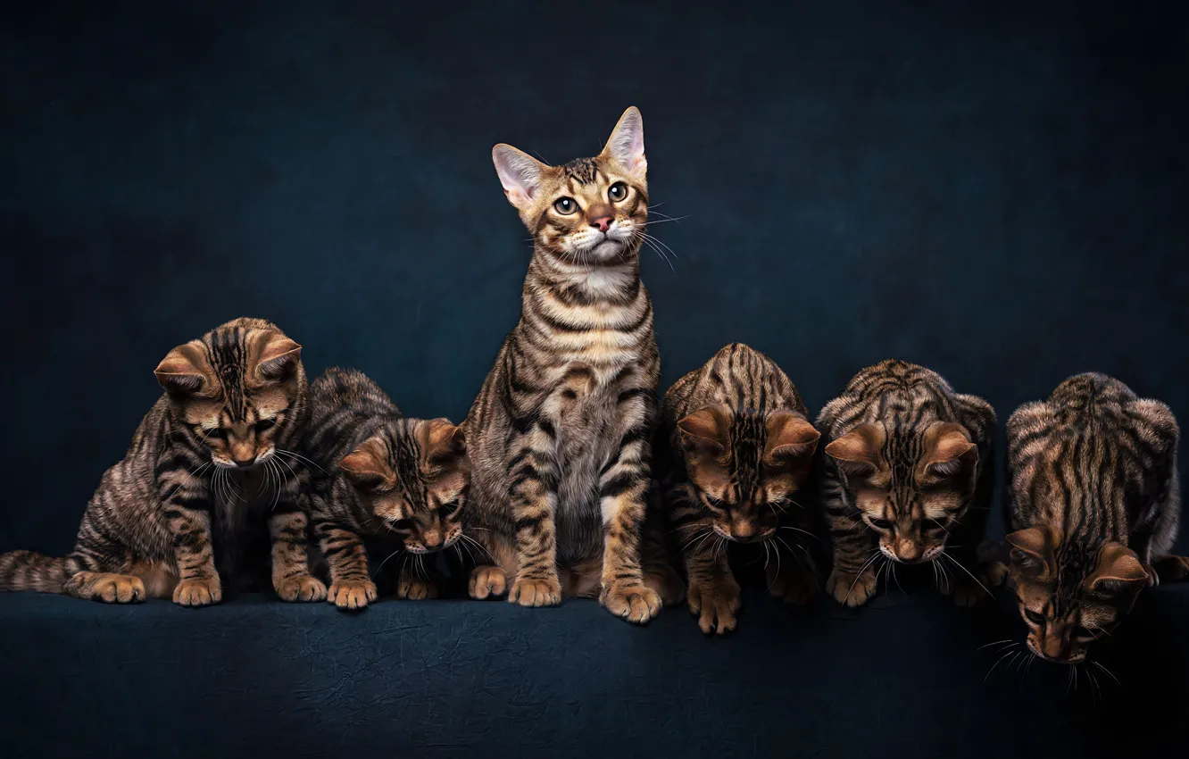 Photo wallpaper cat, the dark background, kitty, a lot, Bengal