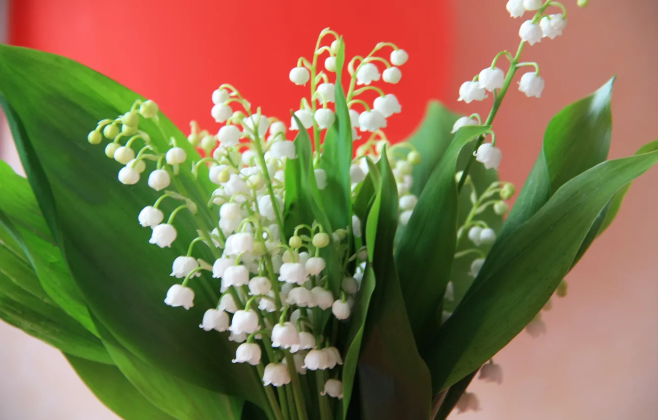 Photo wallpaper flowers, bouquet, spring, white, lilies of the valley, Lily of the valley