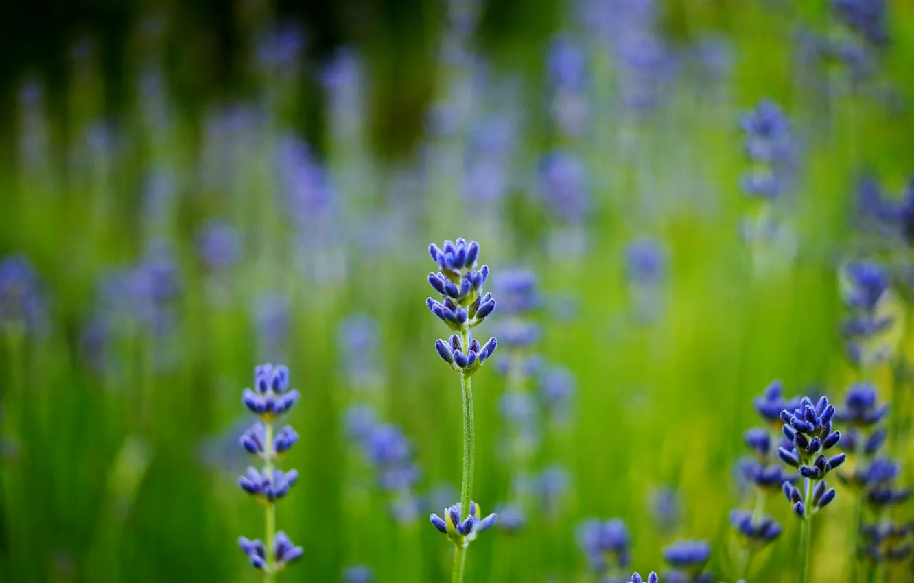 Photo wallpaper field, macro, blue, blur, lavender