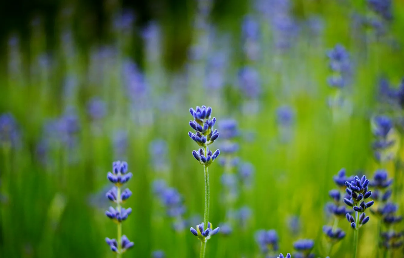 Photo wallpaper field, macro, blur, blue, Lavender