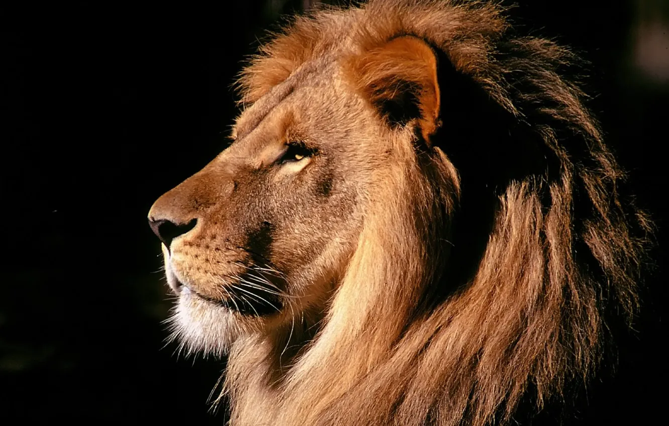 Photo wallpaper power, Leo, mane, beast