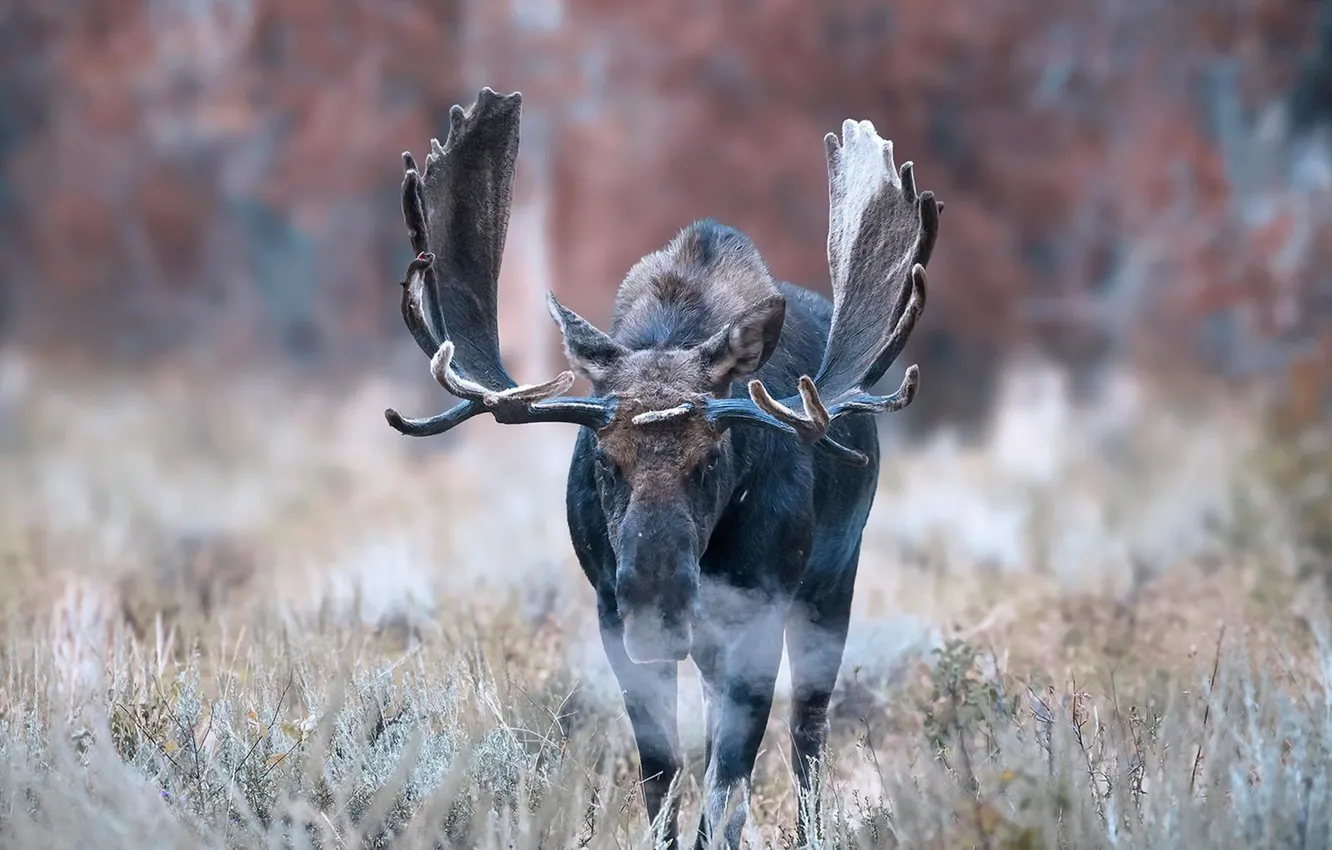 Photo wallpaper autumn, nature, moose
