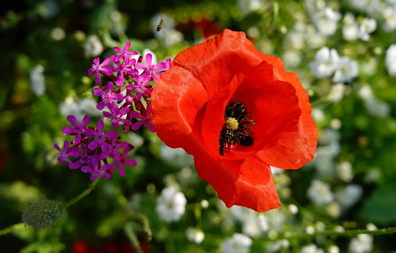 Photo wallpaper summer, flowers, red, bee, background, Mac, Maki, garden