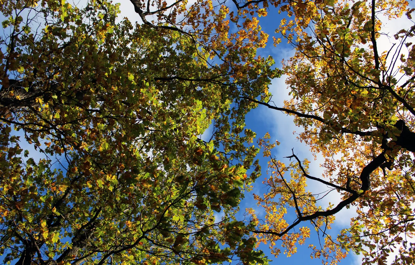Photo wallpaper autumn, the sky, leaves, real photo